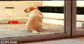animated gif of ANZ; ANZ(Brand); Easy Start(Product) "Dog [There's never been a better time to move]" (11/1)