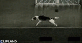 animated gif of IKEA; IKEA(Brand); Embrace The Autumn Event(Product) "Dog"