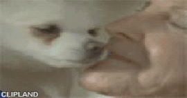 animated gif of LexusSafety.com; LexusSafety.com(Brand) "Lapdog" (2000)
