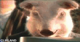 animated gif of Microsoft; HomeAdvisor.com(Brand) "Pigs"