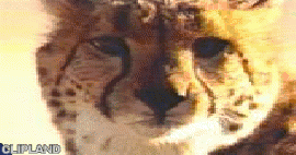 animated gif of PepsiCo; Mountain Dew(Brand); Soft Drink(Product) "Cheetah"