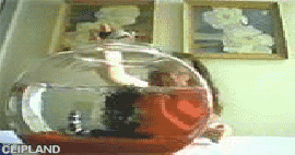 animated gif of Public Broadcasting Service; PBS(Brand) "Fish Bowl [Stay Curious]"
