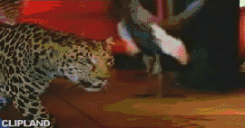 animated gif of Schweppes "Mehr Geschmack Beim Geschmack"