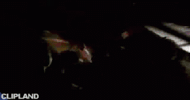 animated gif of  - Revolution 909